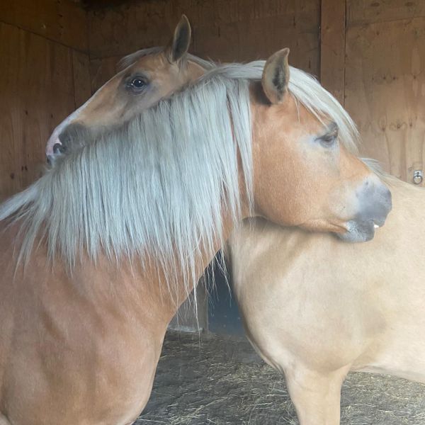3 paarden