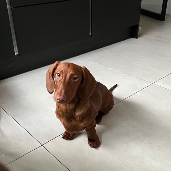 Milo