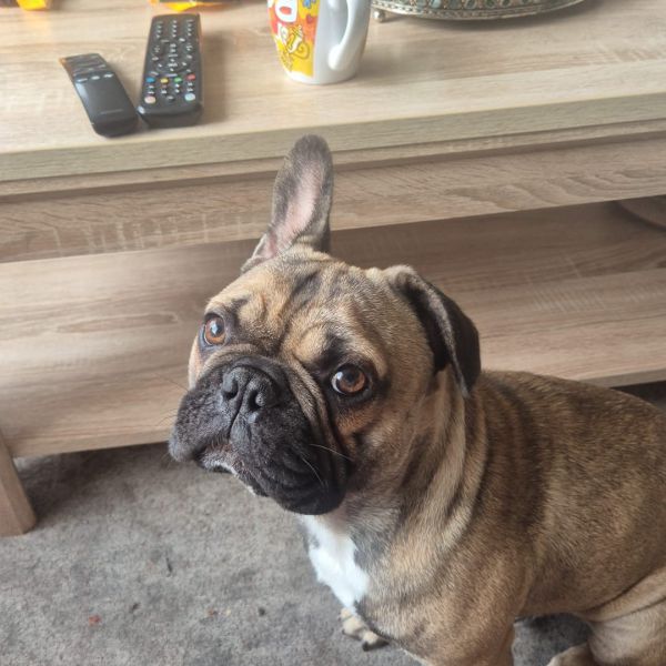 baco