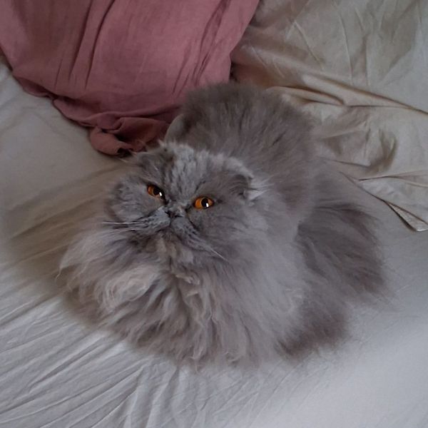 Lola