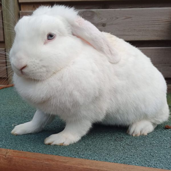 Snowtje