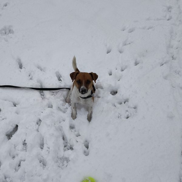 Gijs