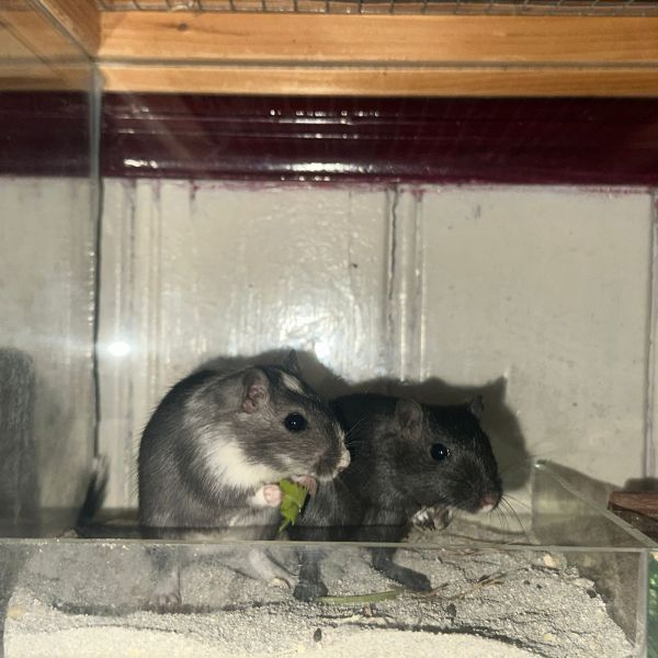 Binky en blacky