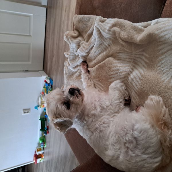 Benji