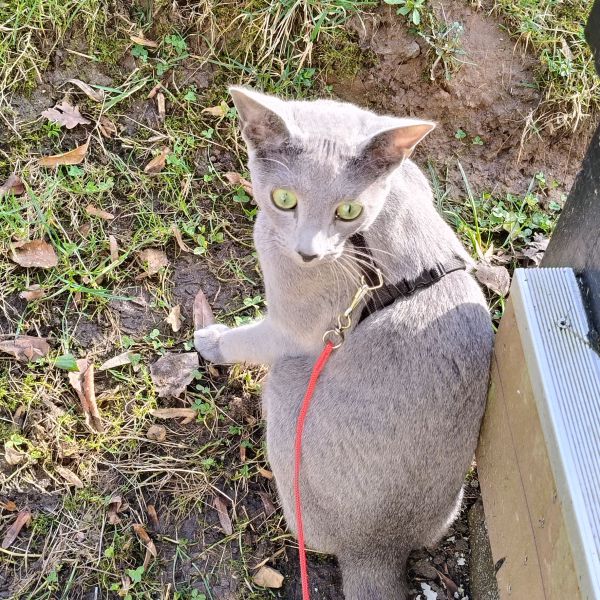 Max