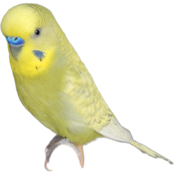 Dimitri