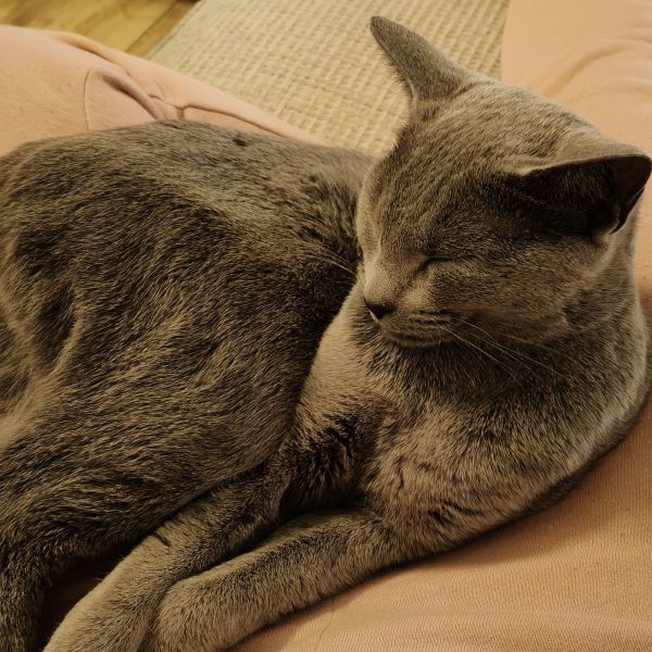 Nala