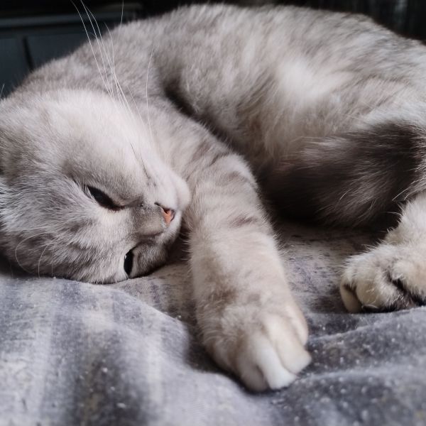 Teddy