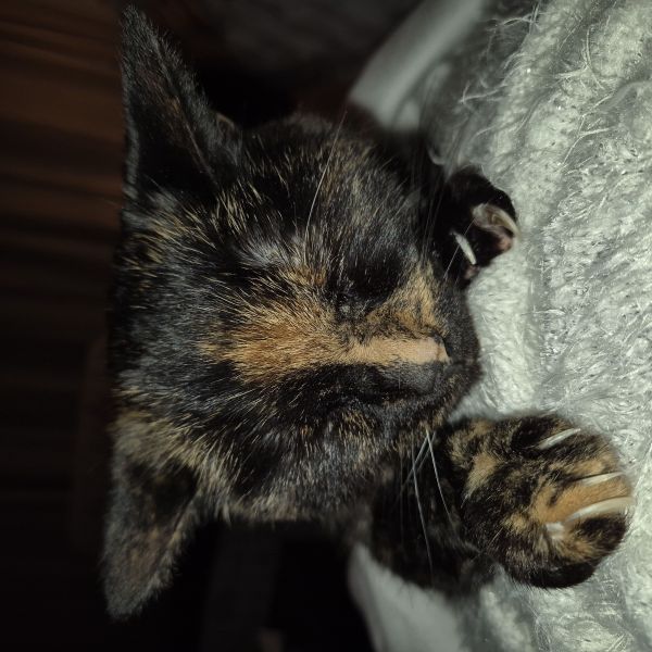 Mitzy