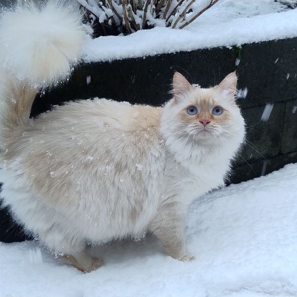 Simba