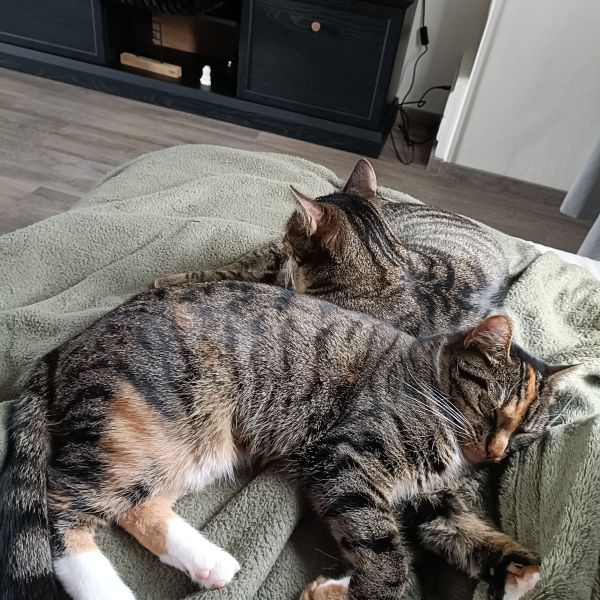 Suus &amp; Soof