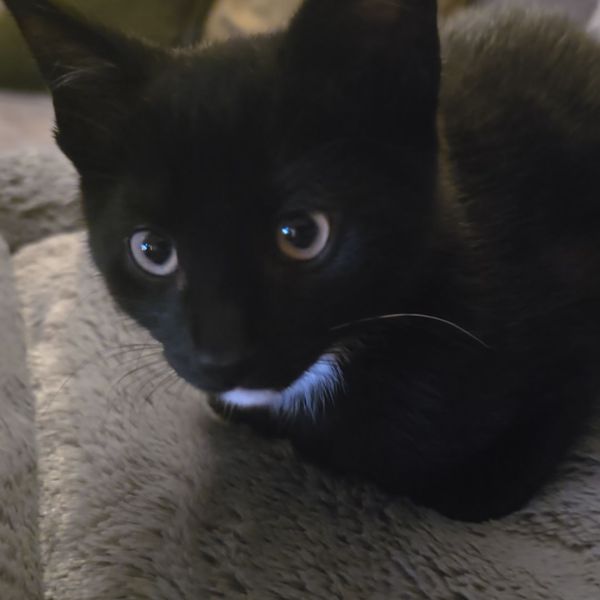 Cosmo