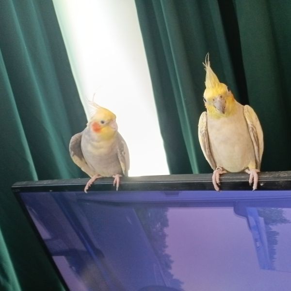 Sammy en Joris