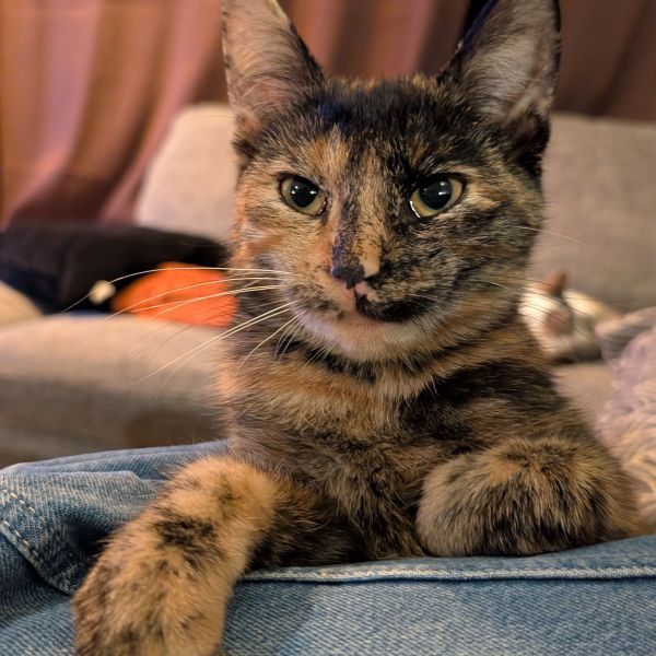 Keetje