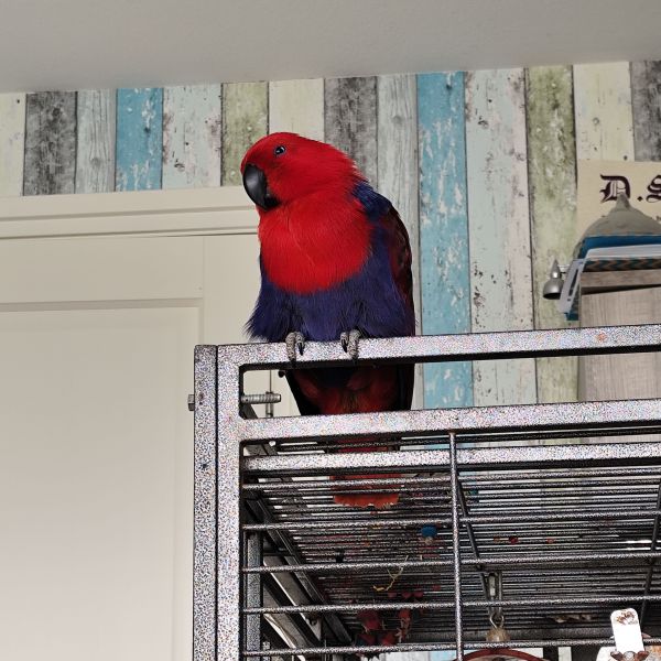 Cleo