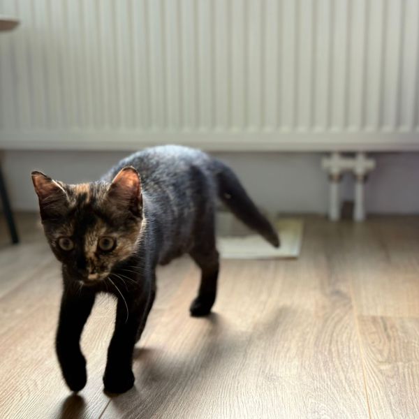 Mimi