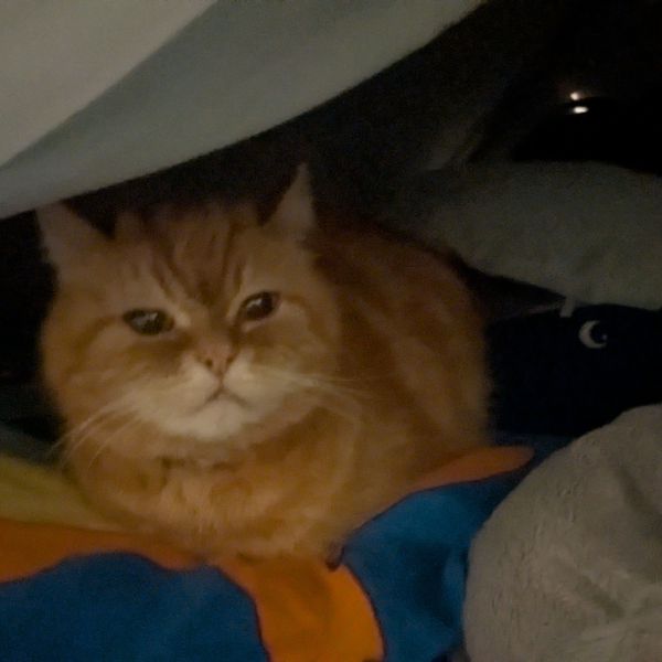 Bennie