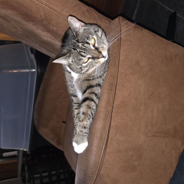 Miesje