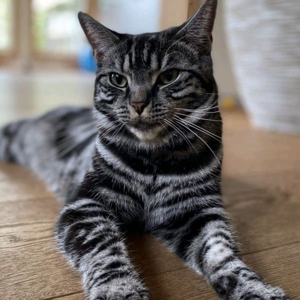 Zazoe
