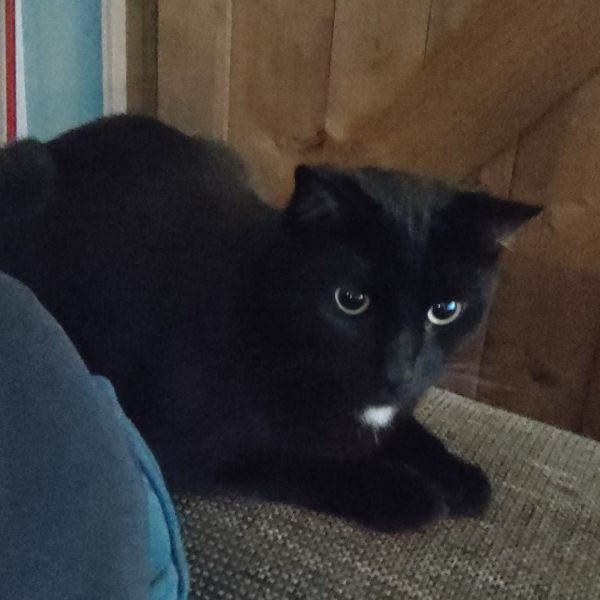 Spoki