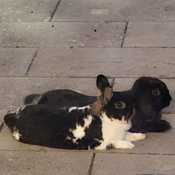 Pip ( de achterste op de foto)