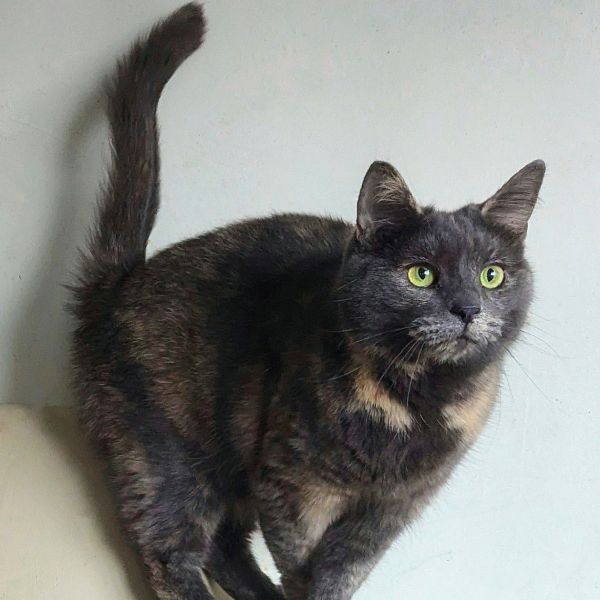 Maud