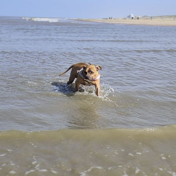 Tyson