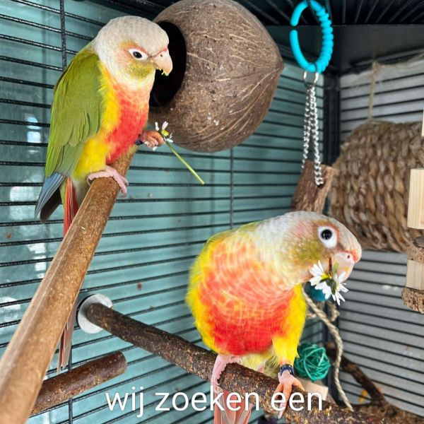 Kiwi en Mango