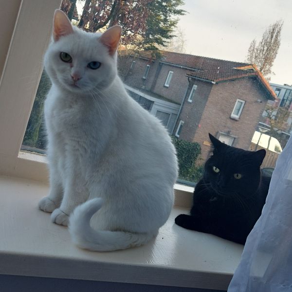 Luna en Jack