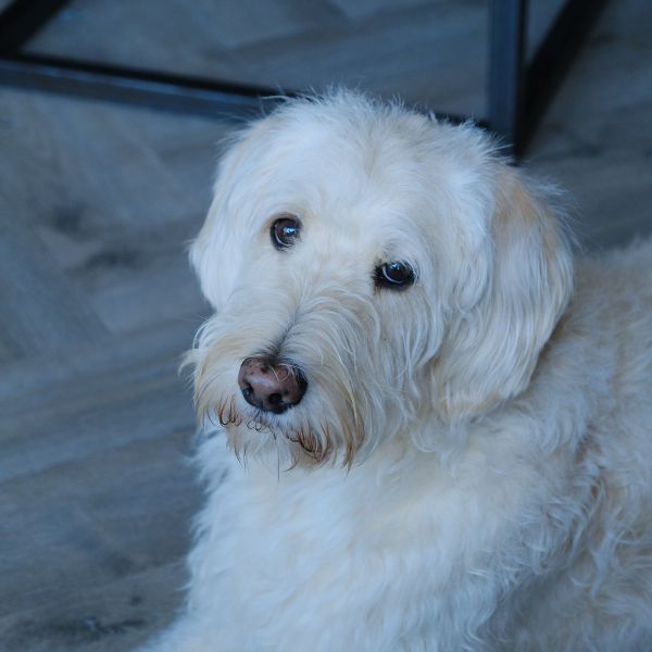 Vriend