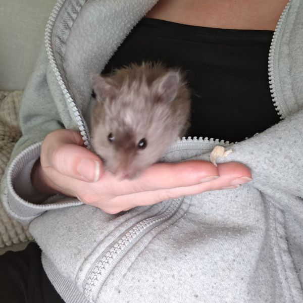 Pluisje