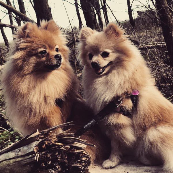 Bella en Lizzie