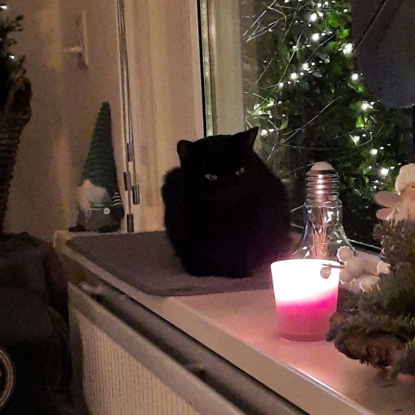 Miessie