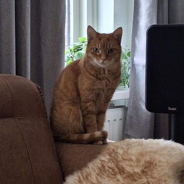 Luna  of Luuntje