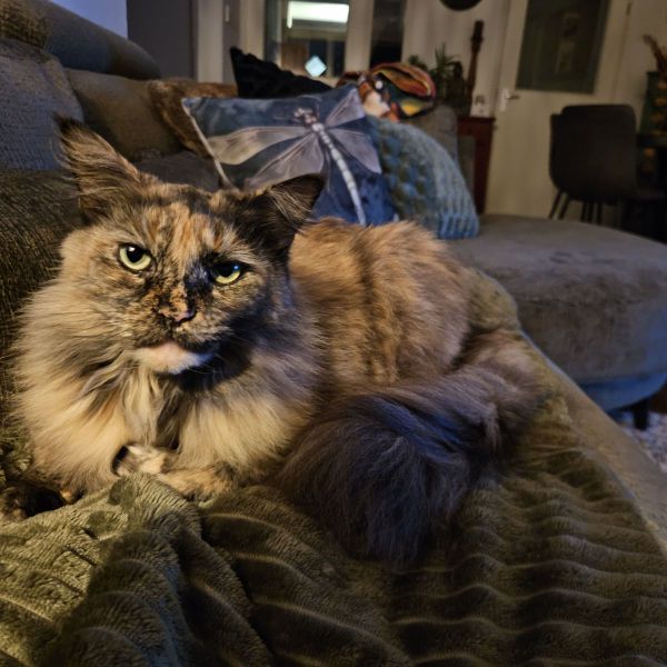 Jade