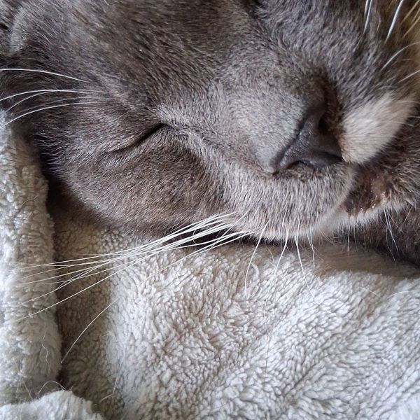 Luca