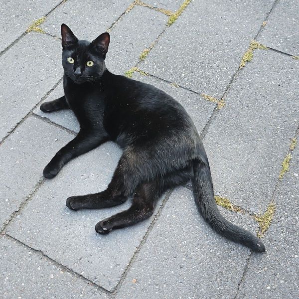 Zorro