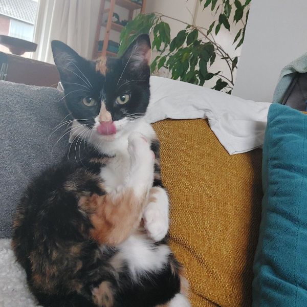 Freya