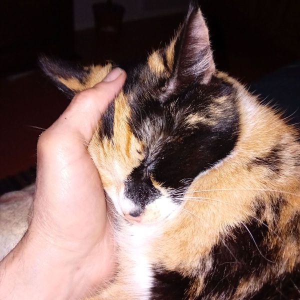 Meisje
