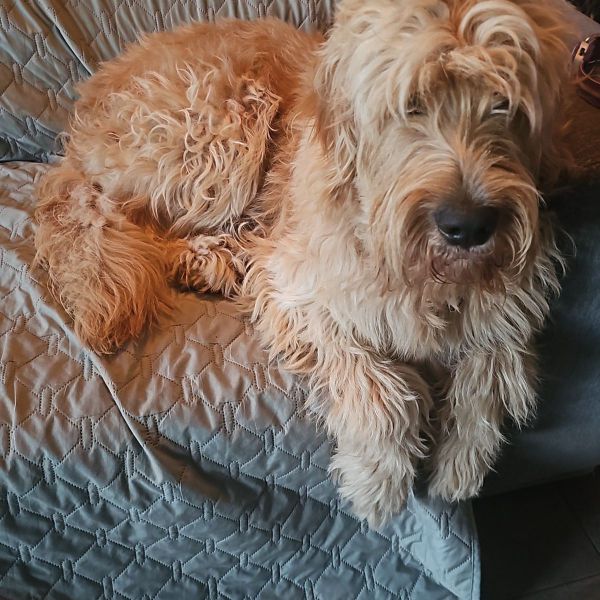 Pip
