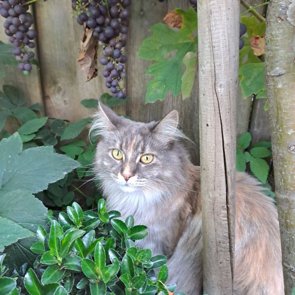 Nala
