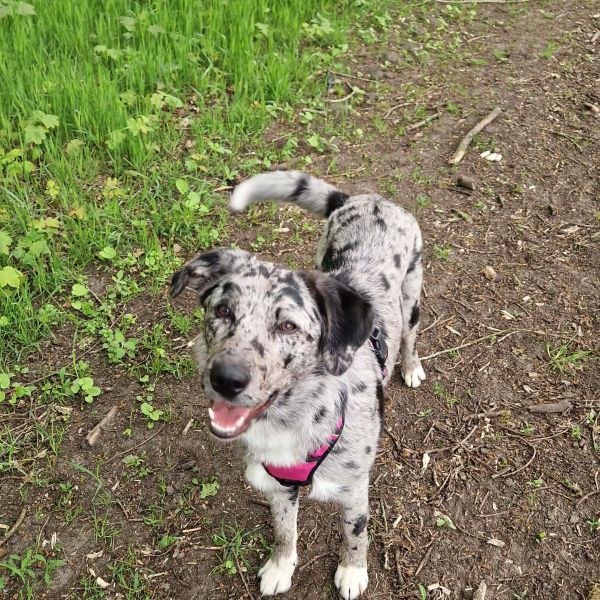 Kaya