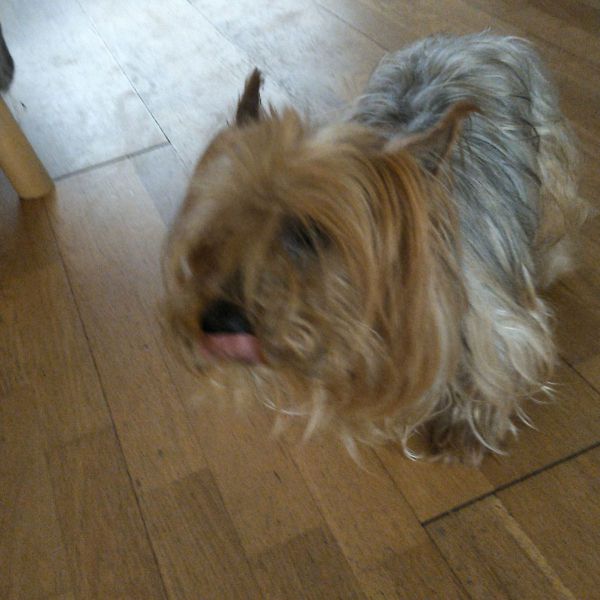 Morris