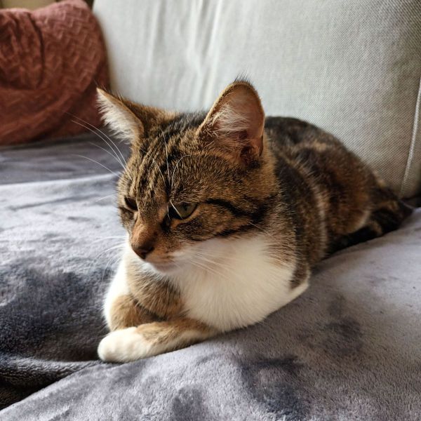 Gizmo