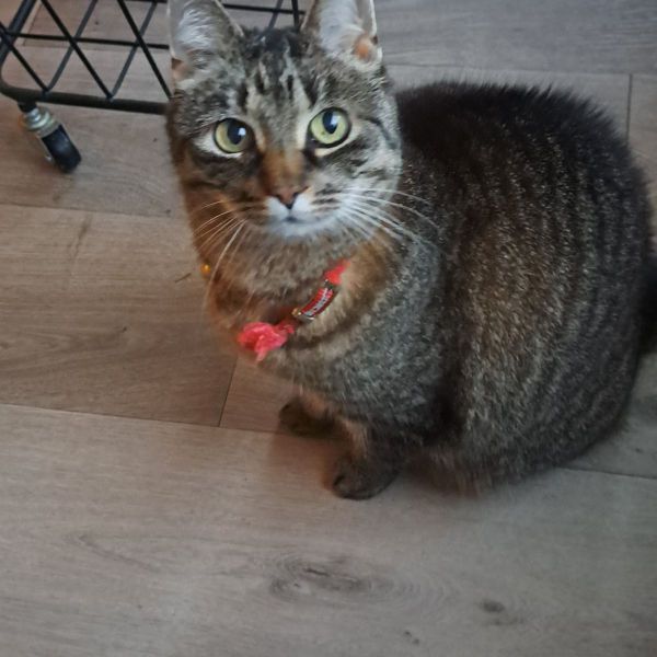 Miep(pie)