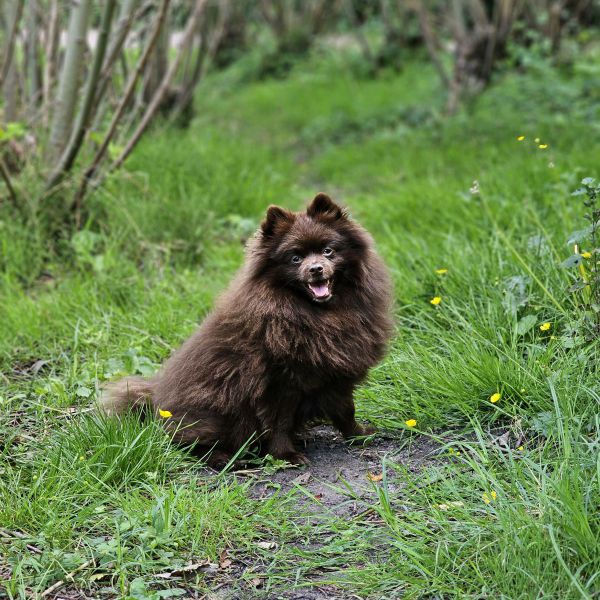 Balou