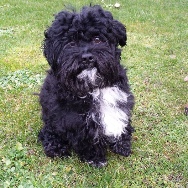 Benji