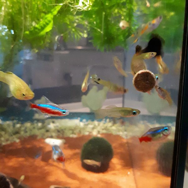aquarium