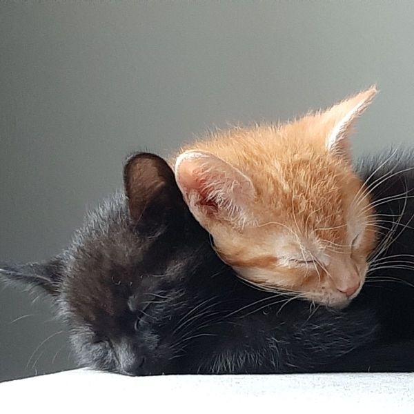 Thor &amp; Leike