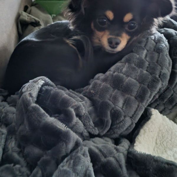 Lilly